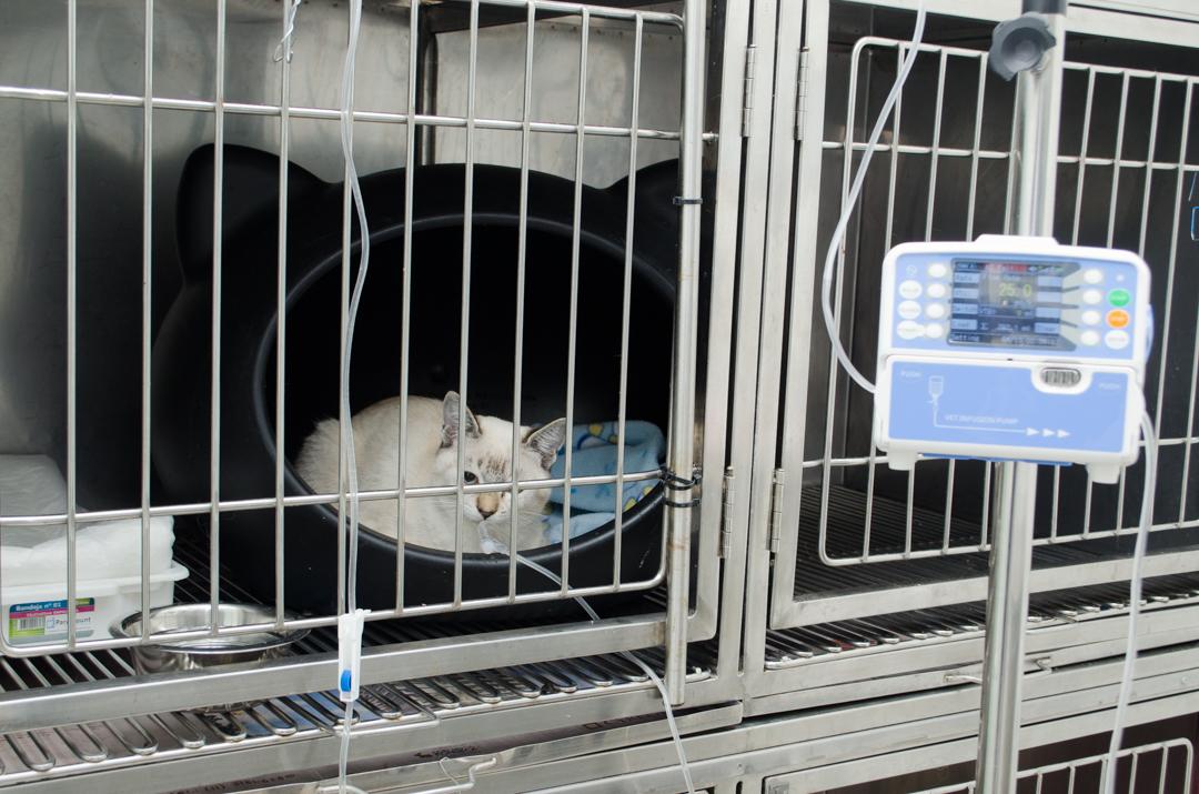 As cirurgias em clínicas cirúrgicas veterinárias são procedimentos fundamentais para tratar uma 
                            variedade de condições de saúde em animais. Elas podem variar desde intervenções de emergência, 
                            como a remoção de corpos estranhos, até procedimentos eletivos, como a castração e correção de 
                            malformações. Antes da cirurgia, o veterinário realiza uma avaliação completa do animal, incluindo 
                            exames laboratoriais e exames de imagem, para garantir que o paciente esteja apto para o procedimento. 
                            Durante a cirurgia, são utilizados anestésicos seguros e monitoramento constante para garantir o 
                            bem-estar do animal. Após o procedimento, cuidados pós-operatórios adequados são essenciais para a 
                            recuperação, incluindo medicações e acompanhamento. Essas intervenções são vitais para melhorar a qualidade 
                            de vida dos pets e, em muitos casos, podem salvar vidas.