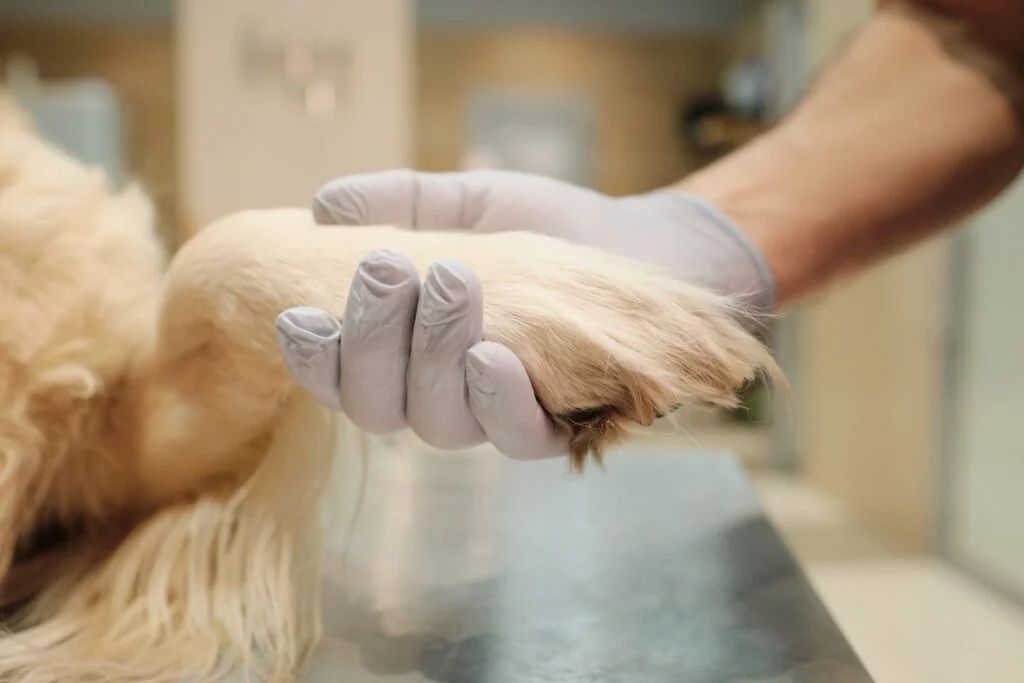O tratamento de feridas em animais é uma parte essencial dos cuidados veterinários, visando promover a 
                        cicatrização e prevenir infecções. O processo começa com a avaliação da ferida, que pode incluir limpeza cuidadosa 
                        para remover sujeiras e tecidos mortos. Dependendo da gravidade, o veterinário pode aplicar desinfetantes, 
                        suturas ou curativos especiais. É crucial monitorar a ferida regularmente, observando sinais de infecção, 
                        como vermelhidão, inchaço ou secreção. Em casos mais complexos, podem ser necessários antibióticos ou medicamentos 
                        anti-inflamatórios para ajudar na recuperação. O acompanhamento adequado e a adesão às orientações do veterinário 
                        são fundamentais para garantir que a ferida cicatrize corretamente, restaurando a saúde e o bem-estar do animal.